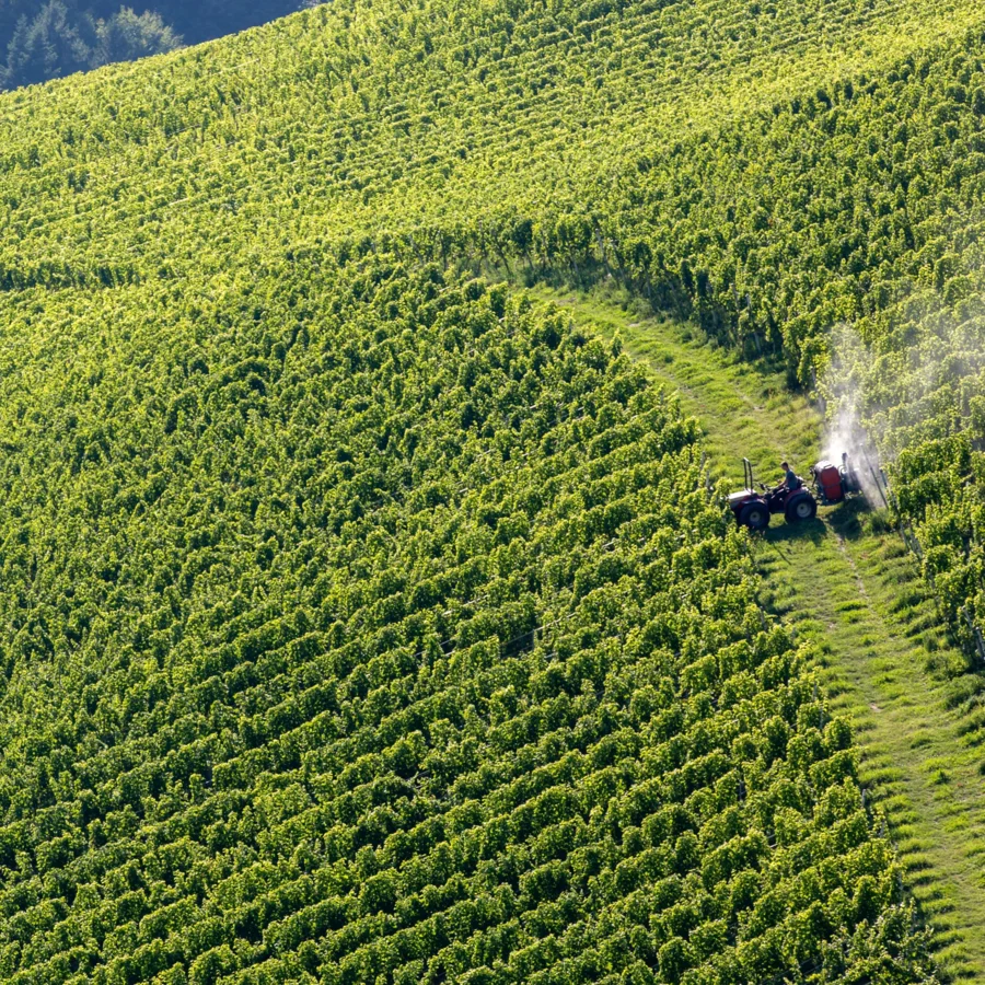 Zoom auf Wein im Glas| Wein Compagny Berlin